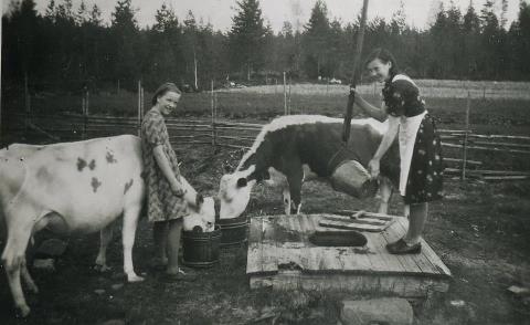 Vanha valokuva, jossa kaksi naista juottamassa lehmiä kaivolla