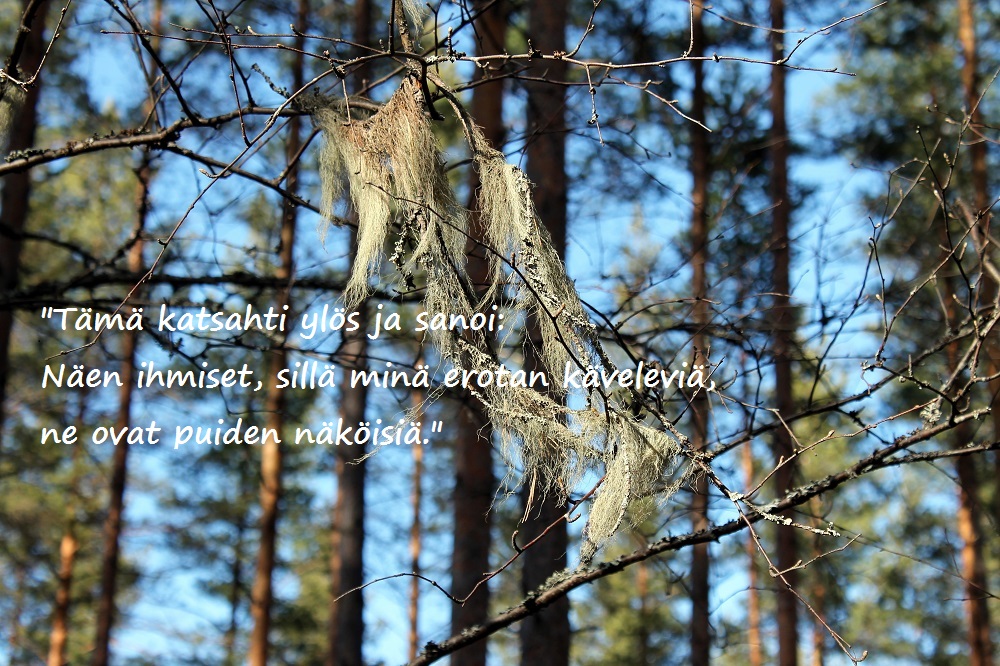 Naavaa puun oksilla.